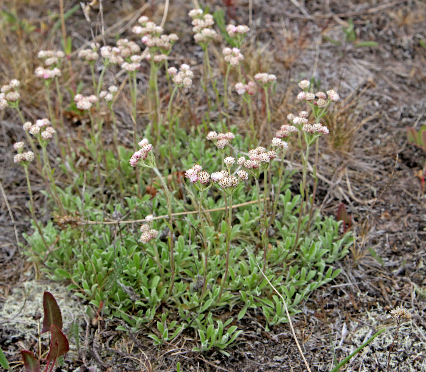 Изображение особи Antennaria dioica.