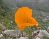 Papaver oreophilum. Цветок. Кабардино-Балкария, Черекский р-н, дол. р. Чайнашки, ≈ 1900 м н.у.м., горный луг. 29.07.2025.