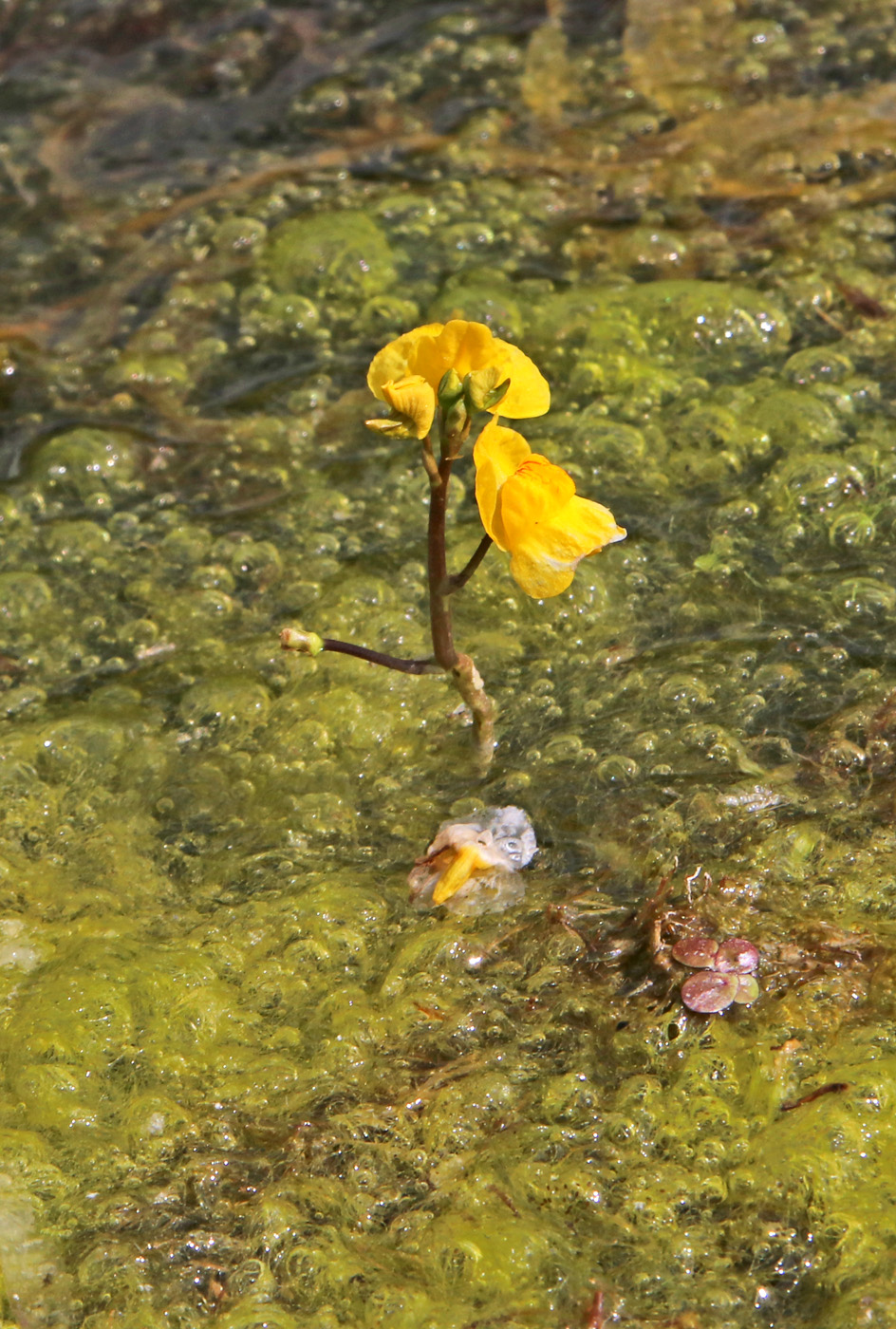 Изображение особи Utricularia vulgaris.
