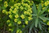род Euphorbia