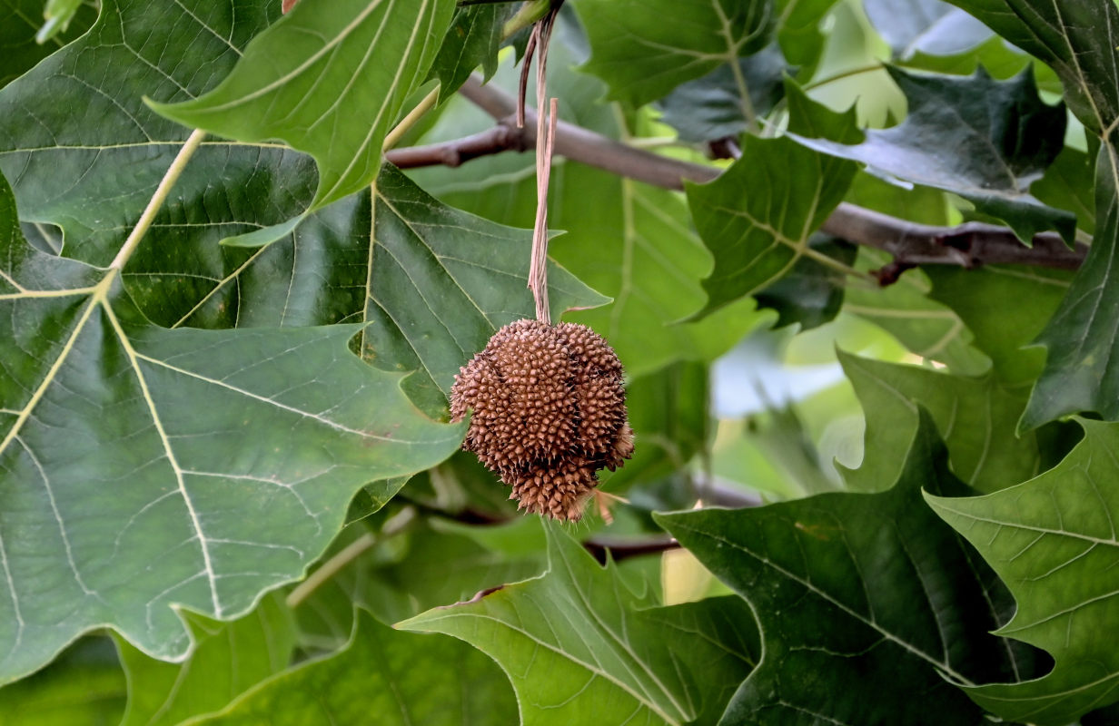 Изображение особи Platanus orientalis.