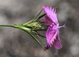 Dianthus seguieri подвид requienii. Верхушка побега с соцветием (?). Испания, Каталония, пров. Жирона, комарка Ла-Гарроча, муниципалитет Ла-Валь-де-Бианья, подножие осыпи на крутом залесенном склоне. 02.07.2020.
