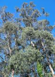 Eucalyptus globulus. Кроны взрослых деревьев. Португалия, о-в Мадейра, окр. пос. Рибейра-Брава, опушка лиственного леса на вершине склона. 19.08.2025.