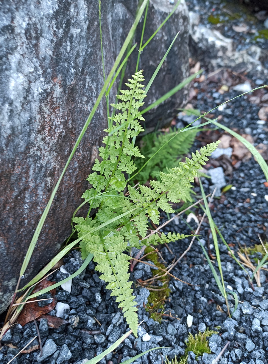 Изображение особи Cystopteris fragilis.