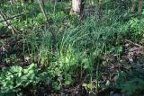 Allium oleraceum. Вегетирующие растения в сообществе с Asarum europaeum и сеянцами Acer platanoides. Ленинградская обл., Ломоносовский р-н, окр. дер. Вильповицы, подошва глинта, сыроватый широколиственный лес. 21.05.2025.