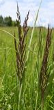 genus Calamagrostis. Верхушки цветущих растений. Тульская обл., Заокский р-н, Бутиково, луг. 29.06.2025.