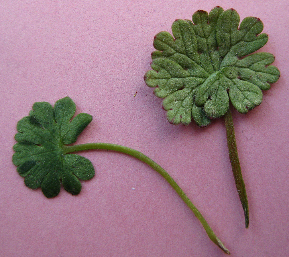 Image of Geranium pusillum specimen.