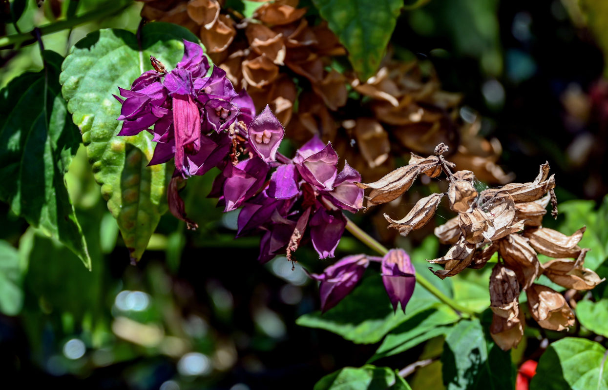 Image of Salvia splendens specimen.