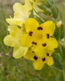 View full-size image Huynhia pulchra