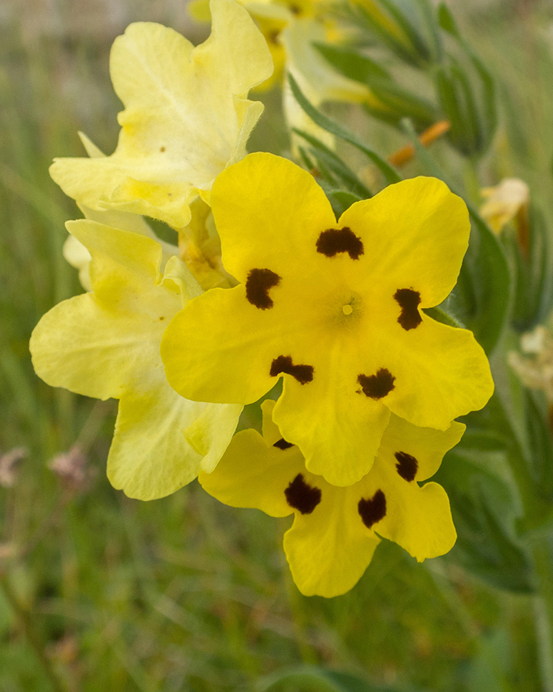 Image of Huynhia pulchra specimen.