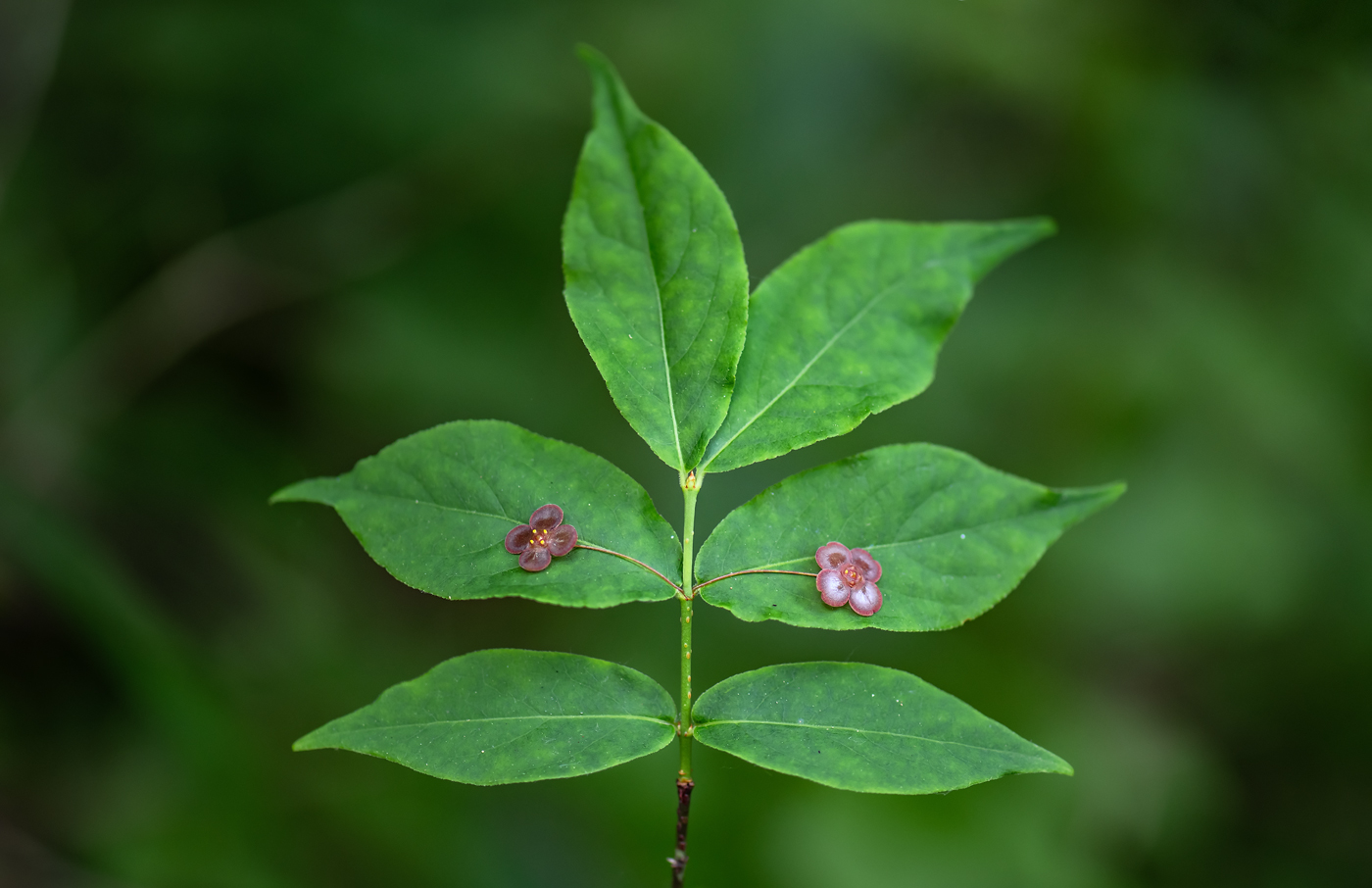 Изображение особи Euonymus pauciflorus.