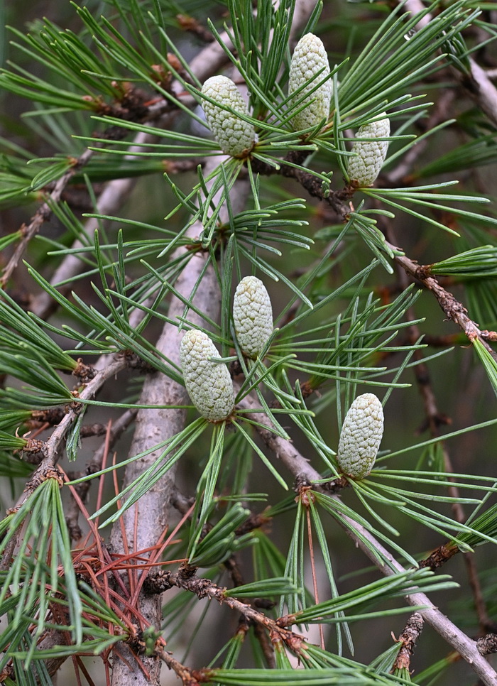 Изображение особи род Cedrus.