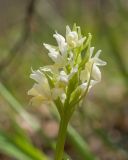 Dactylorhiza romana ssp. georgica