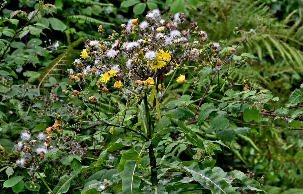 Изображение особи род Sonchus.