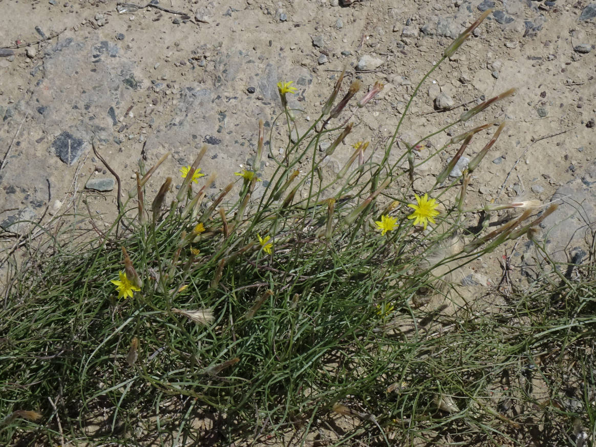 Image of Takhtajaniantha pusilla specimen.