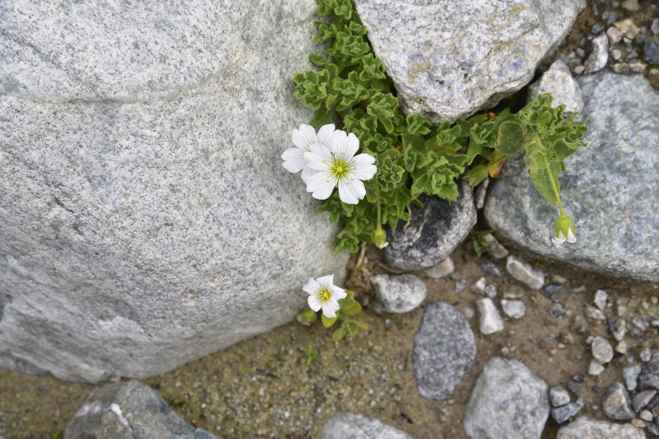 Image of Cerastium undulatifolium specimen.