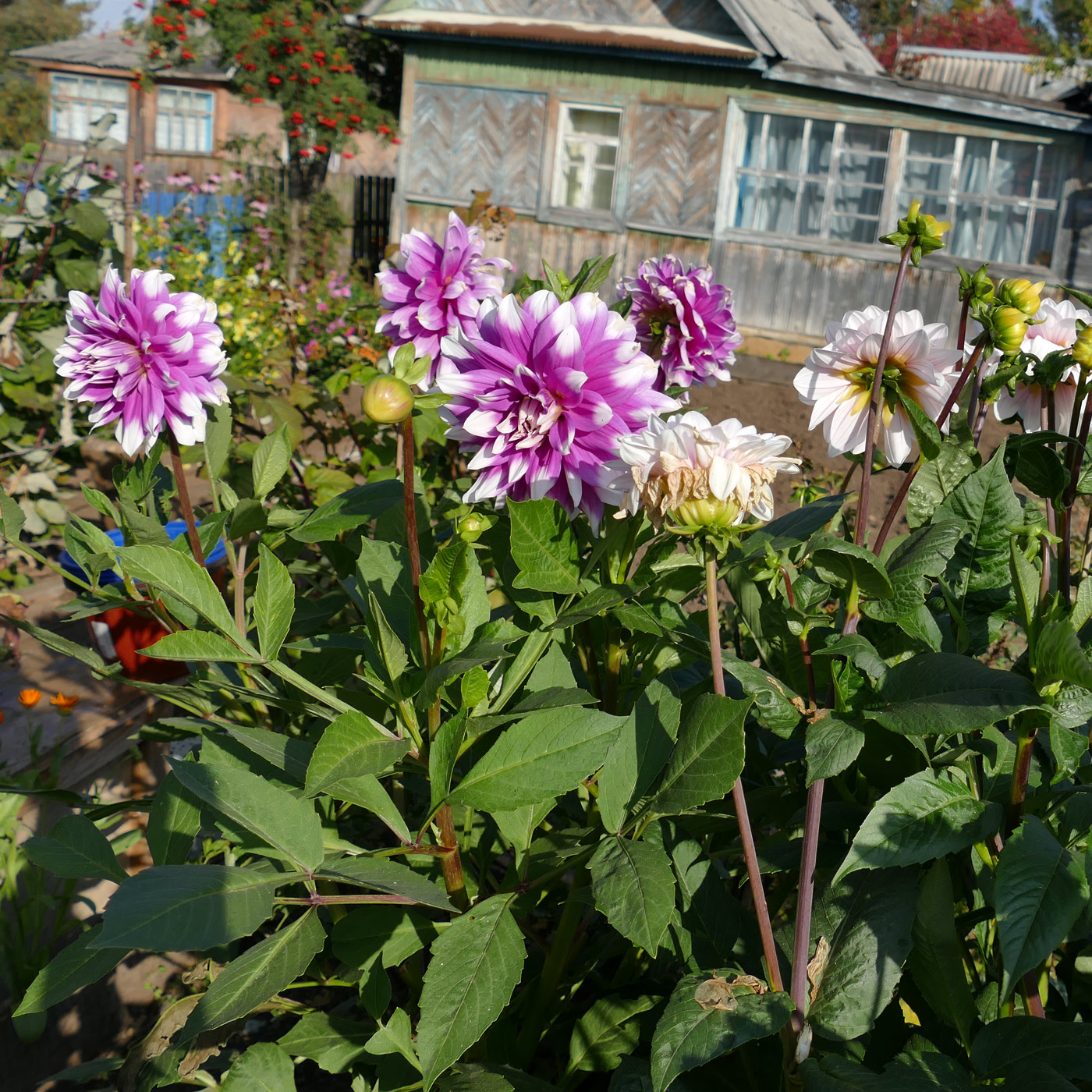 Image of Dahlia × cultorum specimen.