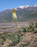 род Eremurus