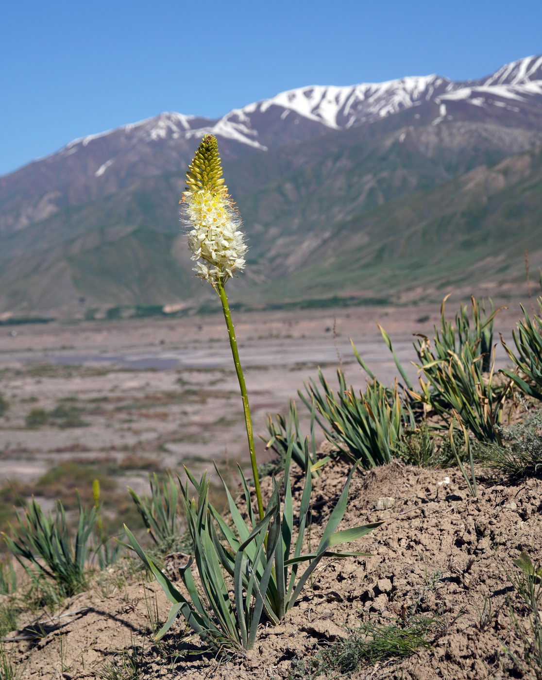 Изображение особи род Eremurus.
