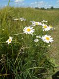 Tripleurospermum inodorum