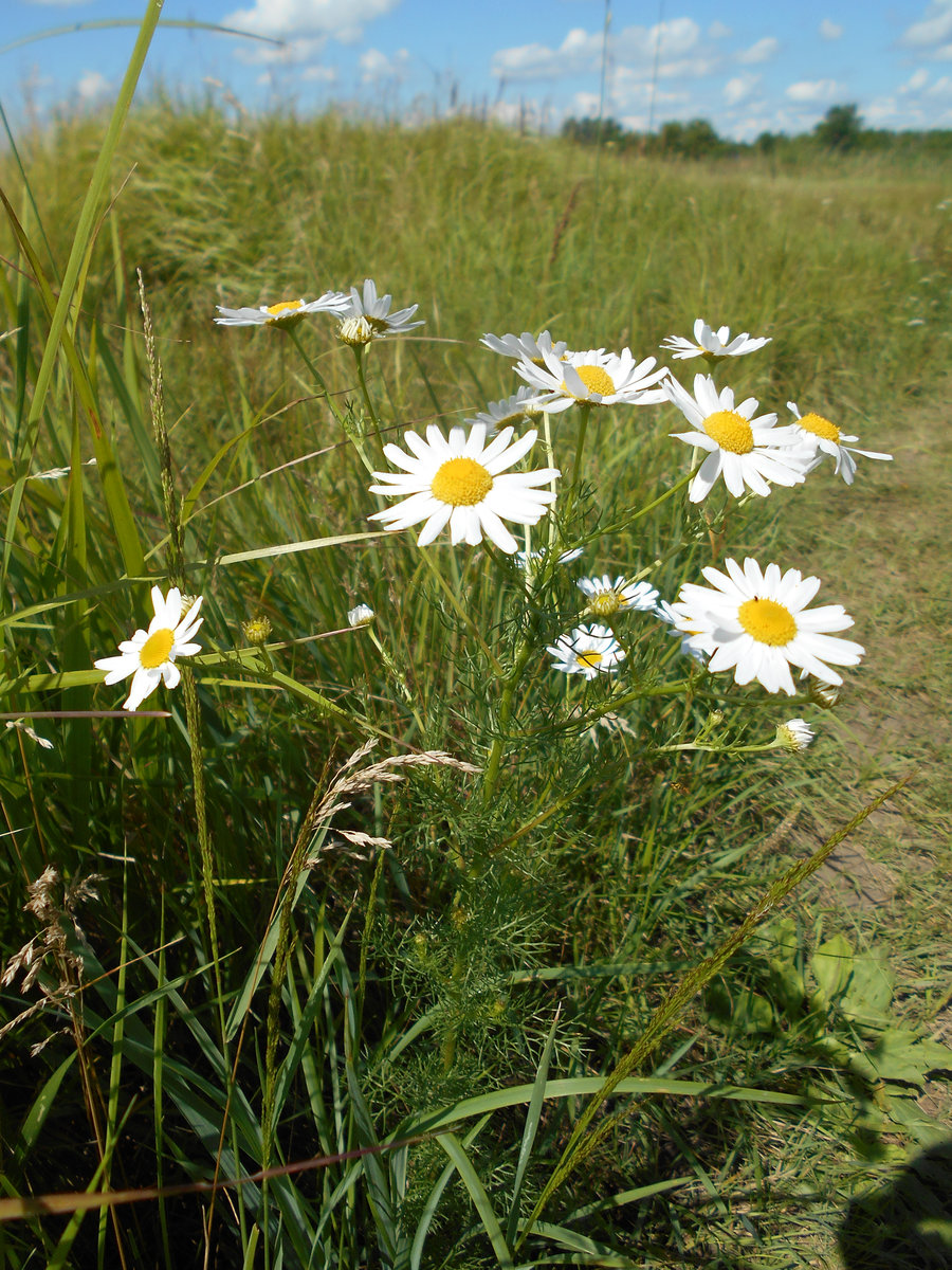 Image of Tripleurospermum inodorum specimen.