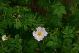 род Rosa
