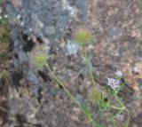 familia Dipsacaceae. Верхушка отцветающего и плодоносящего растения. Турция, ил Артвин, дер. Баглик, открытый участок террасы, горная степь, у выхода скалы. 12 июня 2026 г.