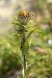 Carlina vulgaris. Верхушка расцветающего растения. Кабардино-Балкария, Чегемский р-н, дол. р. Чегем, окр. т/б \"Башиль\", склон пика Турист, ≈ 2300 м н.у.м., субальпийский луг. 03.08.2026.
