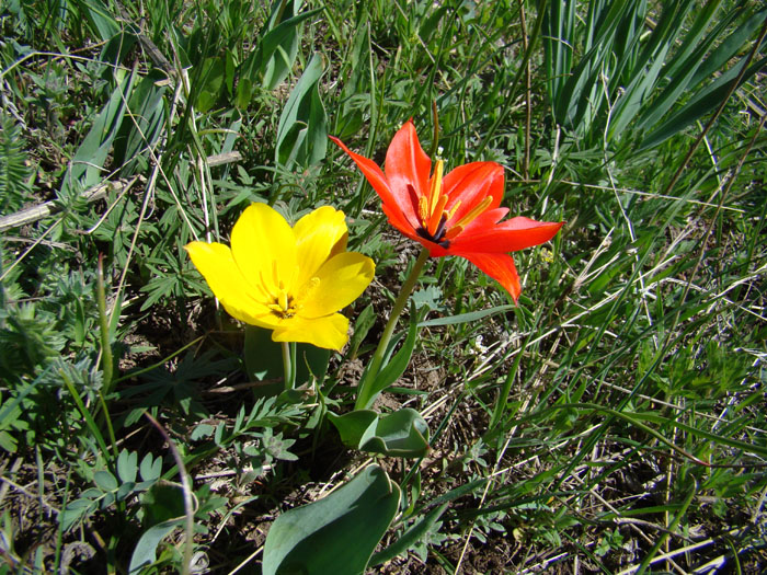 Изображение особи Tulipa zenaidae.