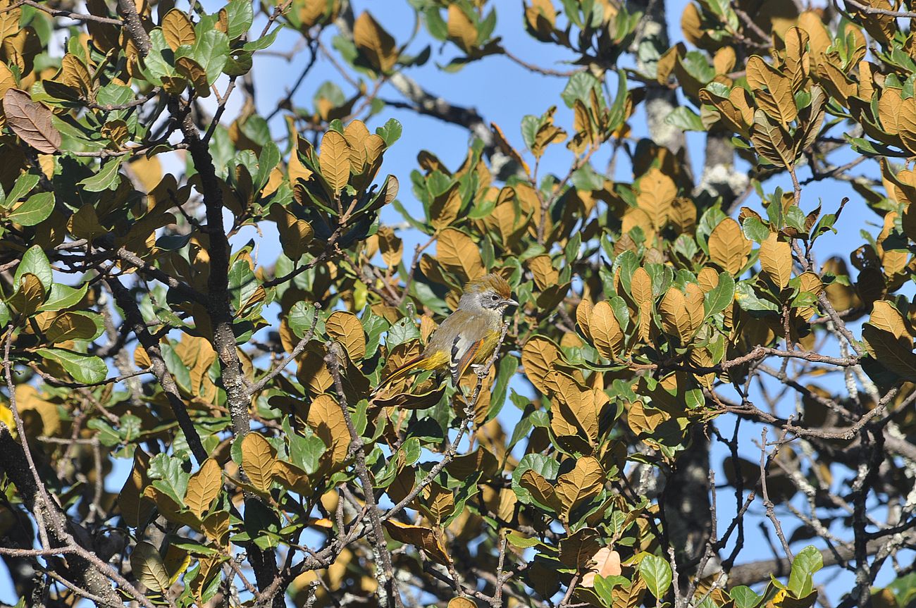 Image of Unknown species specimen.