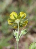 genus Potentilla. Цветок и бутоны. Таджикистан, Горно-Бадахшанская автономная обл., Шугнанский р-н, окр. кишлака Нимос, дол. р. Гунт, ≈ 2810 м н.у.м., поляна среди зарослей кустарников. 15 июля 2026 г.