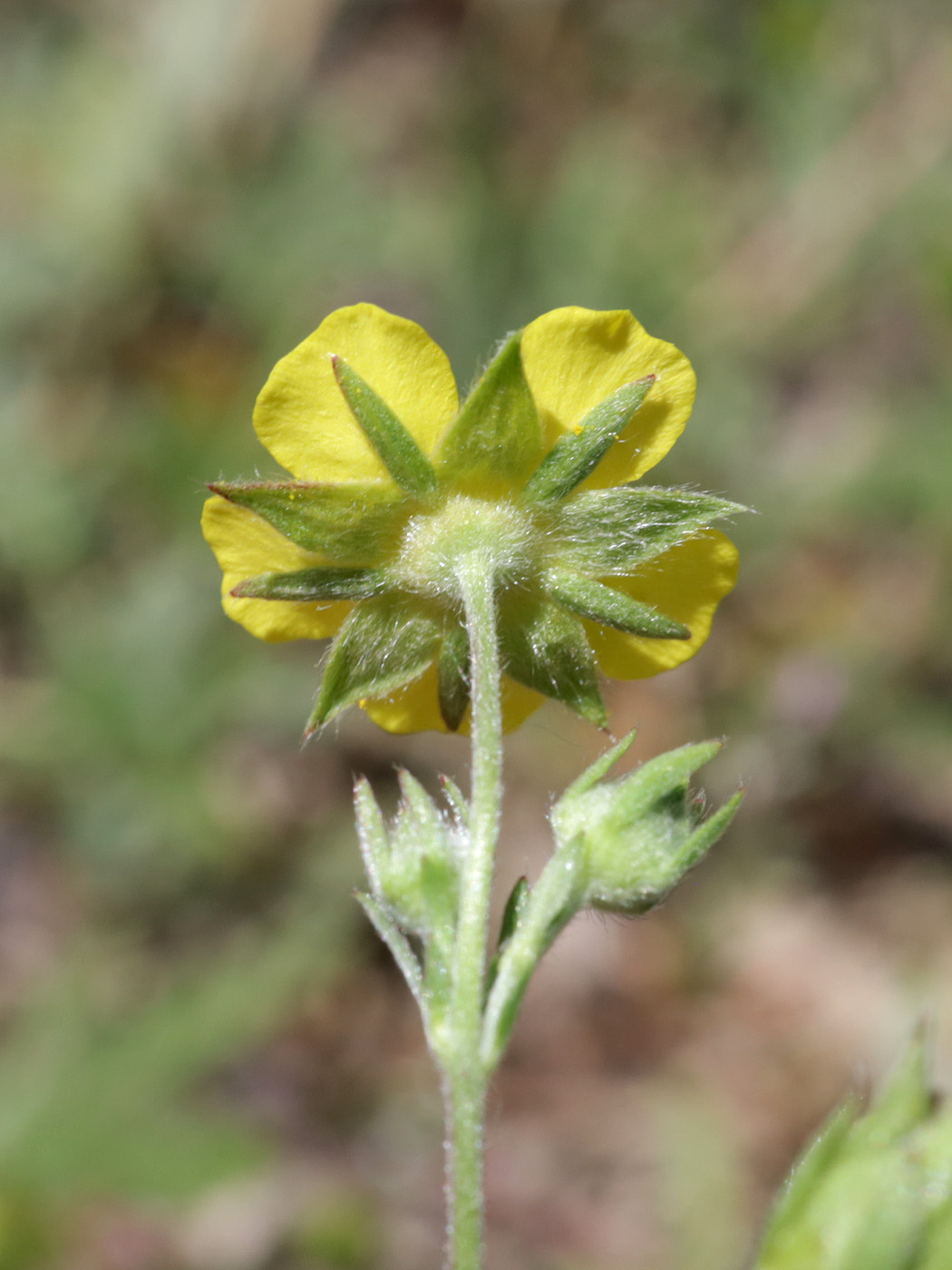 Image of genus Potentilla specimen.