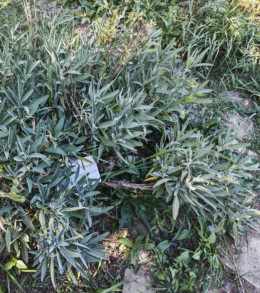 Image of Salvia officinalis specimen.