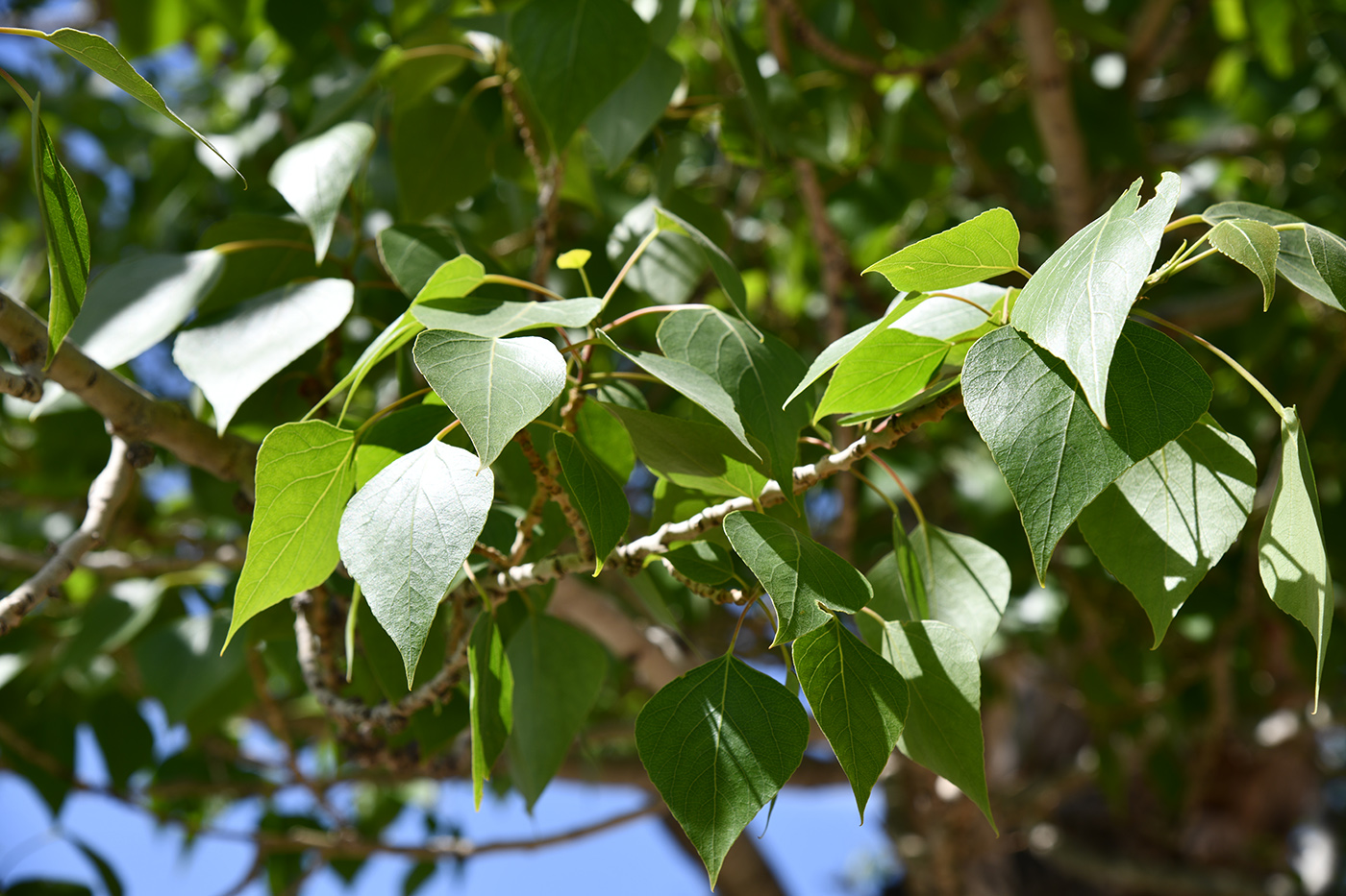 Image of genus Populus specimen.
