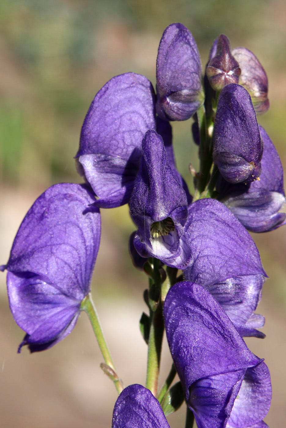 Image of genus Aconitum specimen.