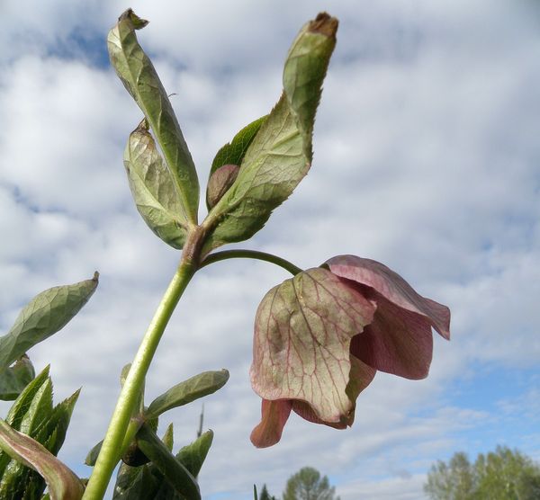 Image of Helleborus orientalis specimen.