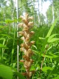 Orobanche alsatica