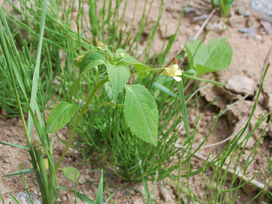Image of Impatiens parviflora specimen.