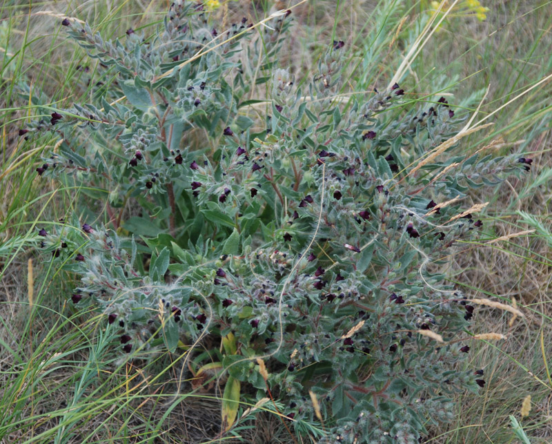 Image of Nonea rossica specimen.