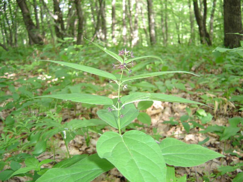 Image of Vincetoxicum fuscatum specimen.