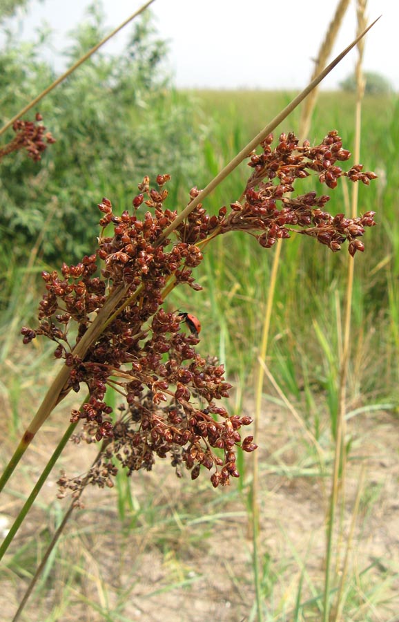 Image of Juncus maritimus specimen.