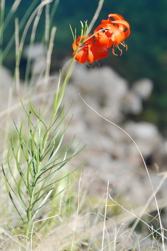 Image of Lilium pumilum specimen.