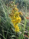 Solidago virgaurea