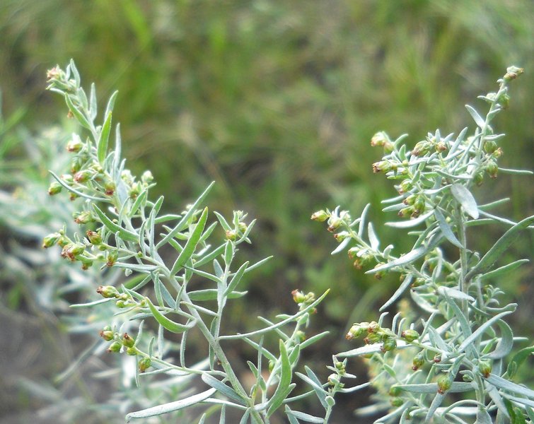 Image of Artemisia glauca specimen.