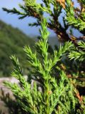 Juniperus foetidissima. Веточка. Горный Крым, Бабуган-Яйла. 23 августа 2011 г.