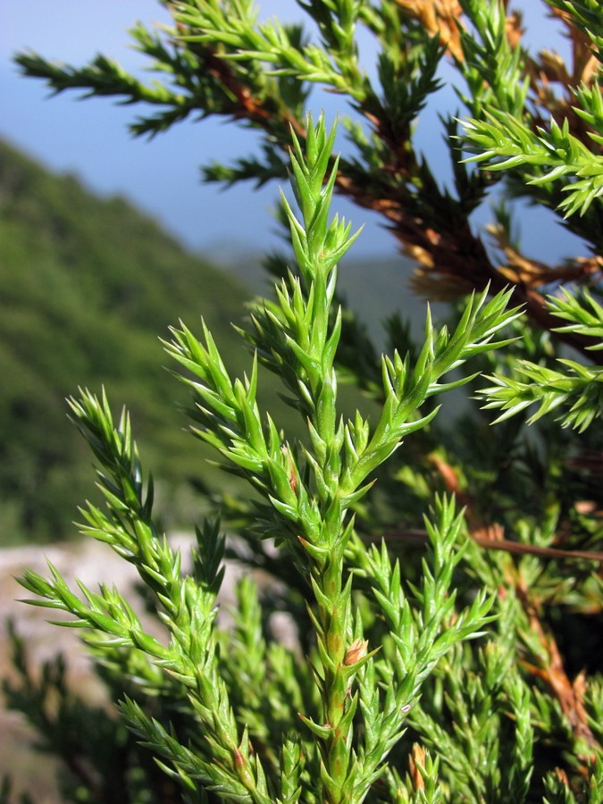 Image of Juniperus foetidissima specimen.