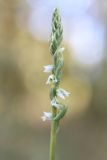 Spiranthes spiralis. Соцветие. Краснодарский край, Абинский р-н, ст. Шапсугская, на границе леса и сенокосного луга. 29.08.2010.