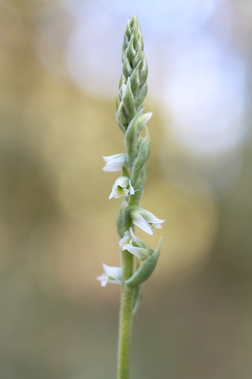 Image of Spiranthes spiralis specimen.