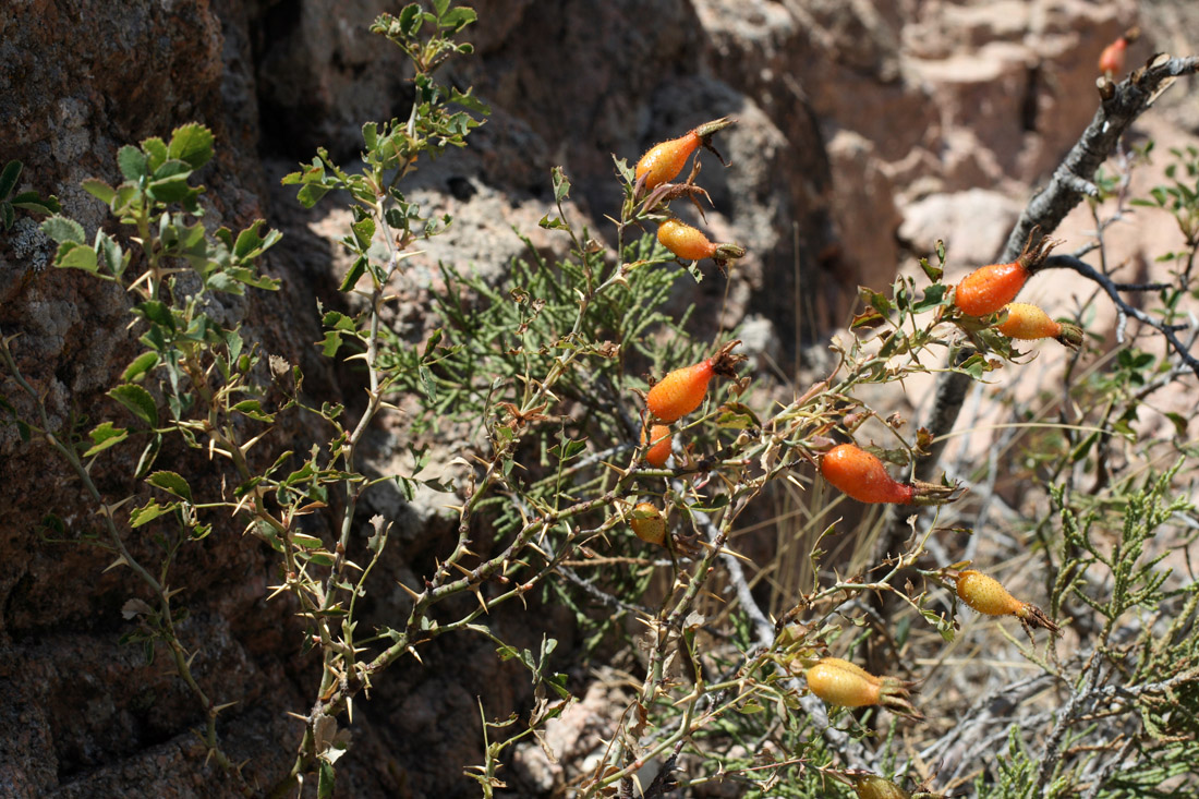 Image of Rosa fedtschenkoana specimen.