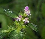 Galeopsis bifida. Верхушка цветущего растения. Московская обл., Раменский р-н, окр. дер. Хрипань, луг. 04.07.2007.